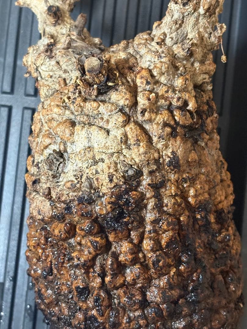 m*9様 オペルクリカリア パキプス ベアルート 現地発根株