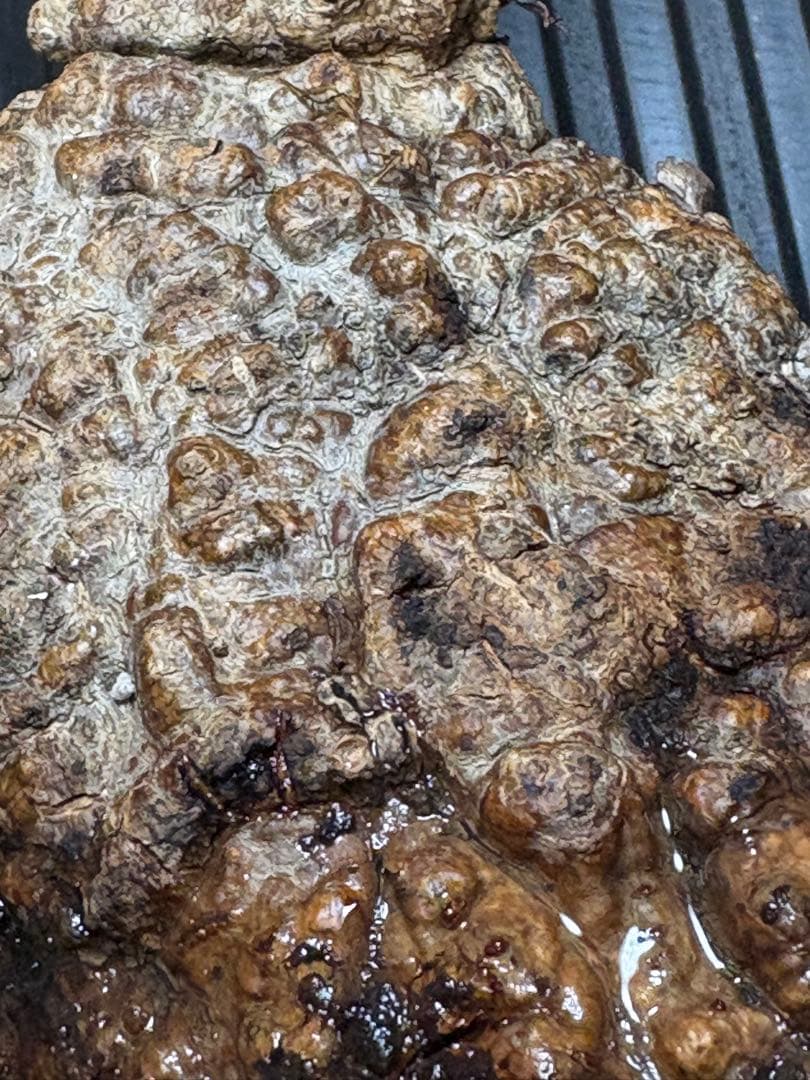 m*9様 オペルクリカリア パキプス ベアルート 現地発根株