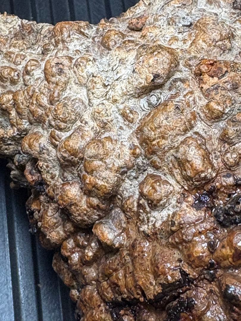 m*9様 オペルクリカリア パキプス ベアルート 現地発根株