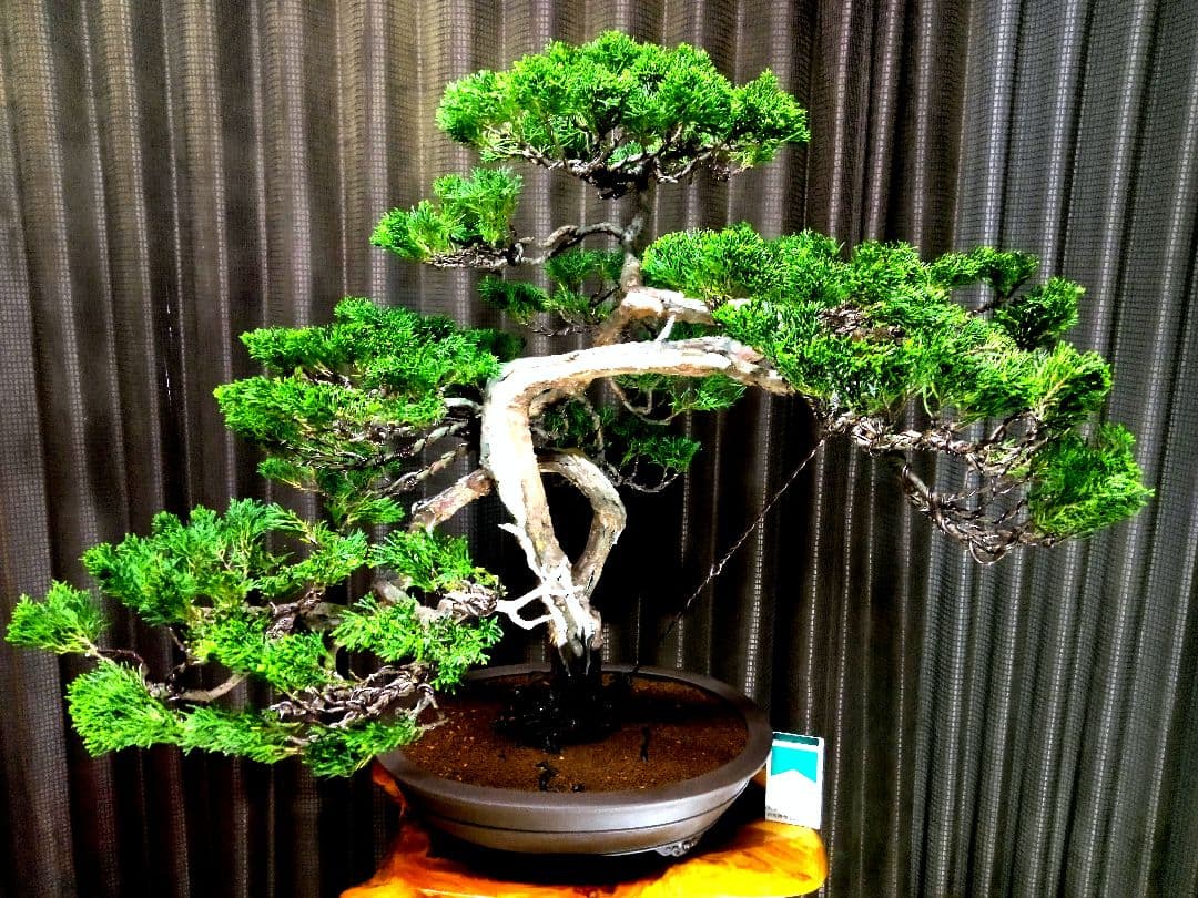 【大品　糸魚川真柏盆栽】　　　　⭕大迫力❗値引き不可品