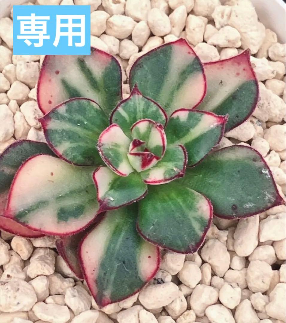 ジョアンダニエル錦　微根&ノーブルレッド錦&沙羅姫錦&エンシノ錦&フローレンス錦