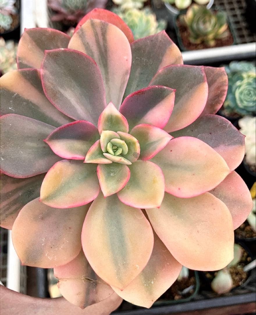 ジョアンダニエル錦　微根&ノーブルレッド錦&沙羅姫錦&エンシノ錦&フローレンス錦