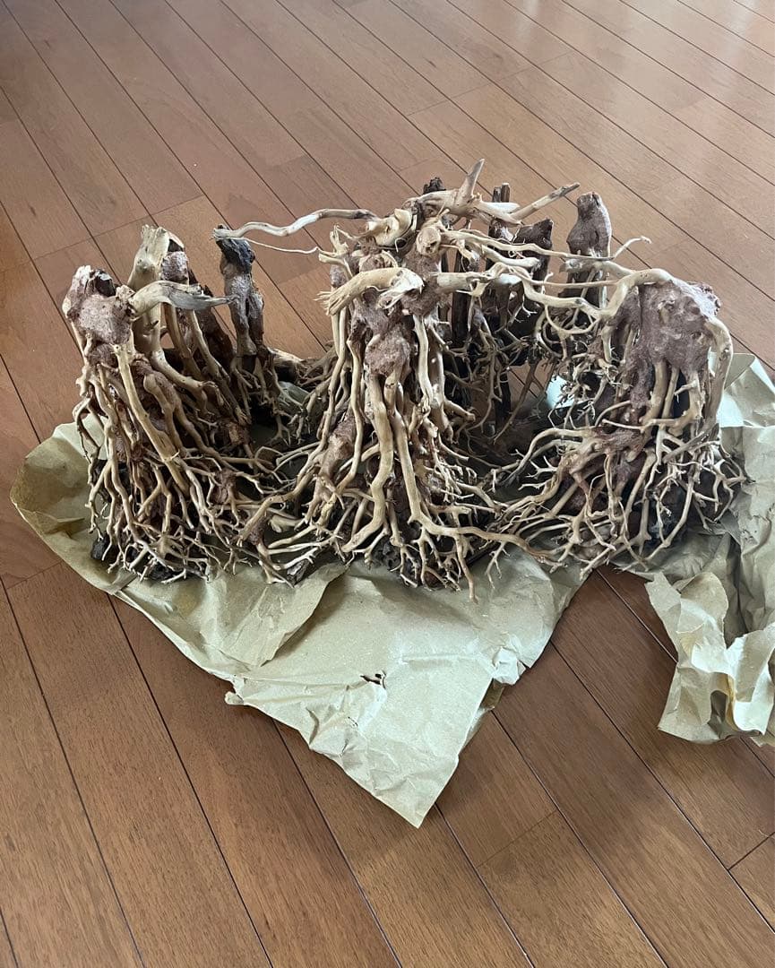 流木　中型深い茂る熱帯雨林　水槽レイアウト