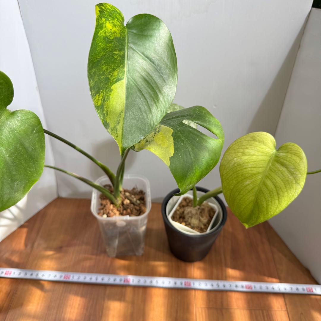 お得セット　モンステラデリシオーサ　イエローマリリン&ホワイトモンスター