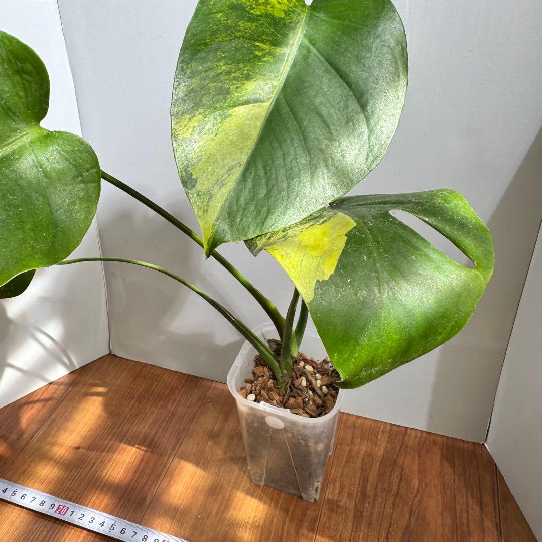 お得セット　モンステラデリシオーサ　イエローマリリン&ホワイトモンスター