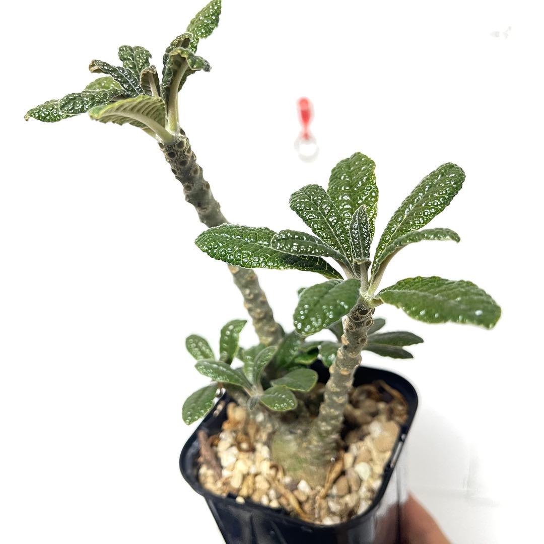 【塊根植物】ドルステニア ギガス 国内 実生 ドルステニアギガス