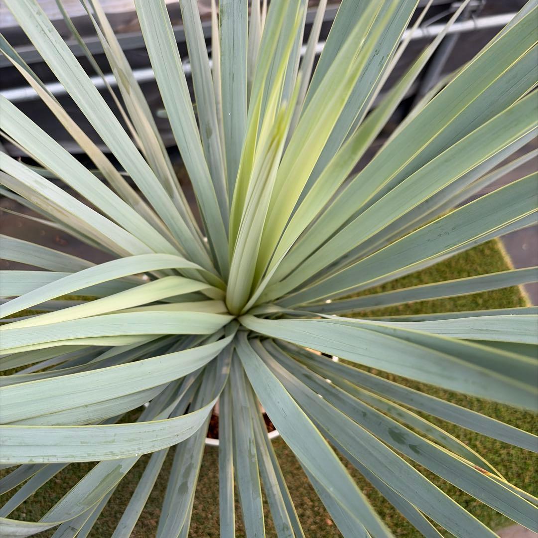 や*す様 【実生】ユッカロストラータ (7号鉢)ドライガーデン