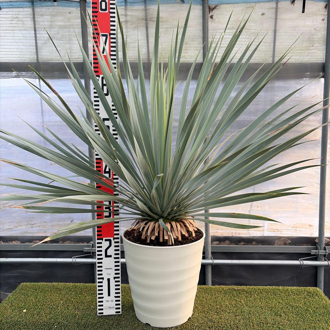 や*す様 【実生】ユッカロストラータ (7号鉢)ドライガーデン