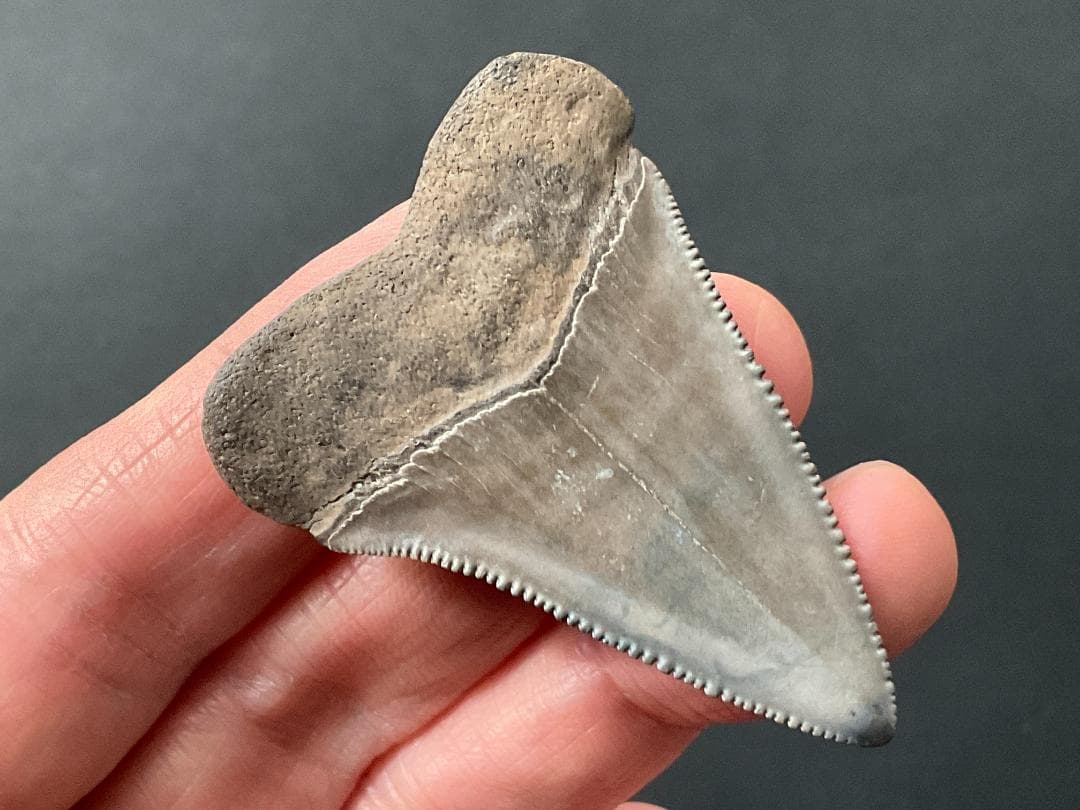 サメの歯 ホホジロザメ [GR228] 化石 希少 レア