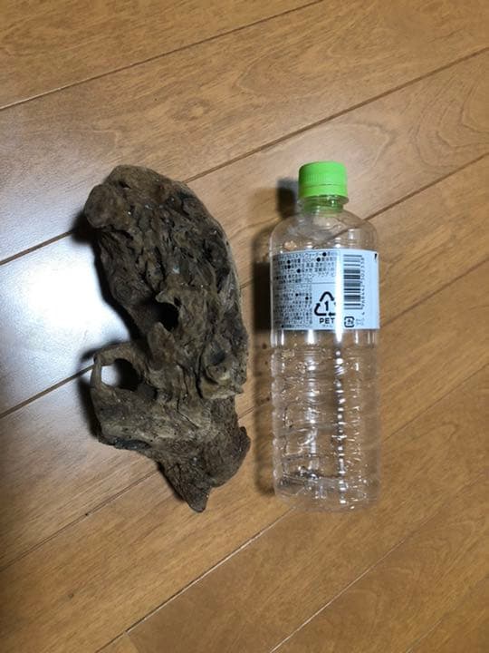 流木中サイズです！