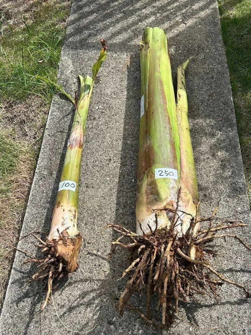 至福◆205㎝巨大苗◆ドワーフ・ゴールドバナナ◆濃厚芳醇で木熟OK、低木、耐寒強