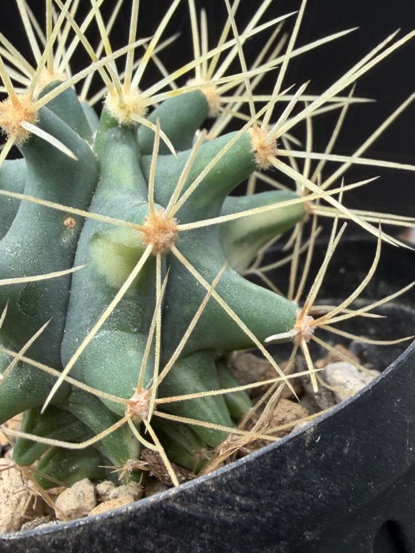 フェロカクタス王冠竜錦◇斑入りドライガーデン多肉サボテン島ハオルチア　アガベ南国