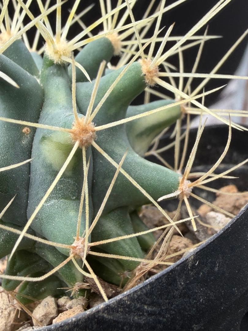 フェロカクタス王冠竜錦◇斑入りドライガーデン多肉サボテン島ハオルチア　アガベ南国