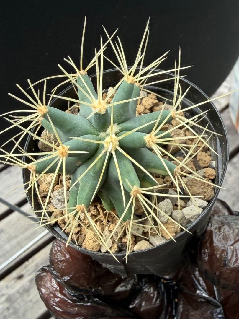 フェロカクタス王冠竜錦◇斑入りドライガーデン多肉サボテン島ハオルチア　アガベ南国