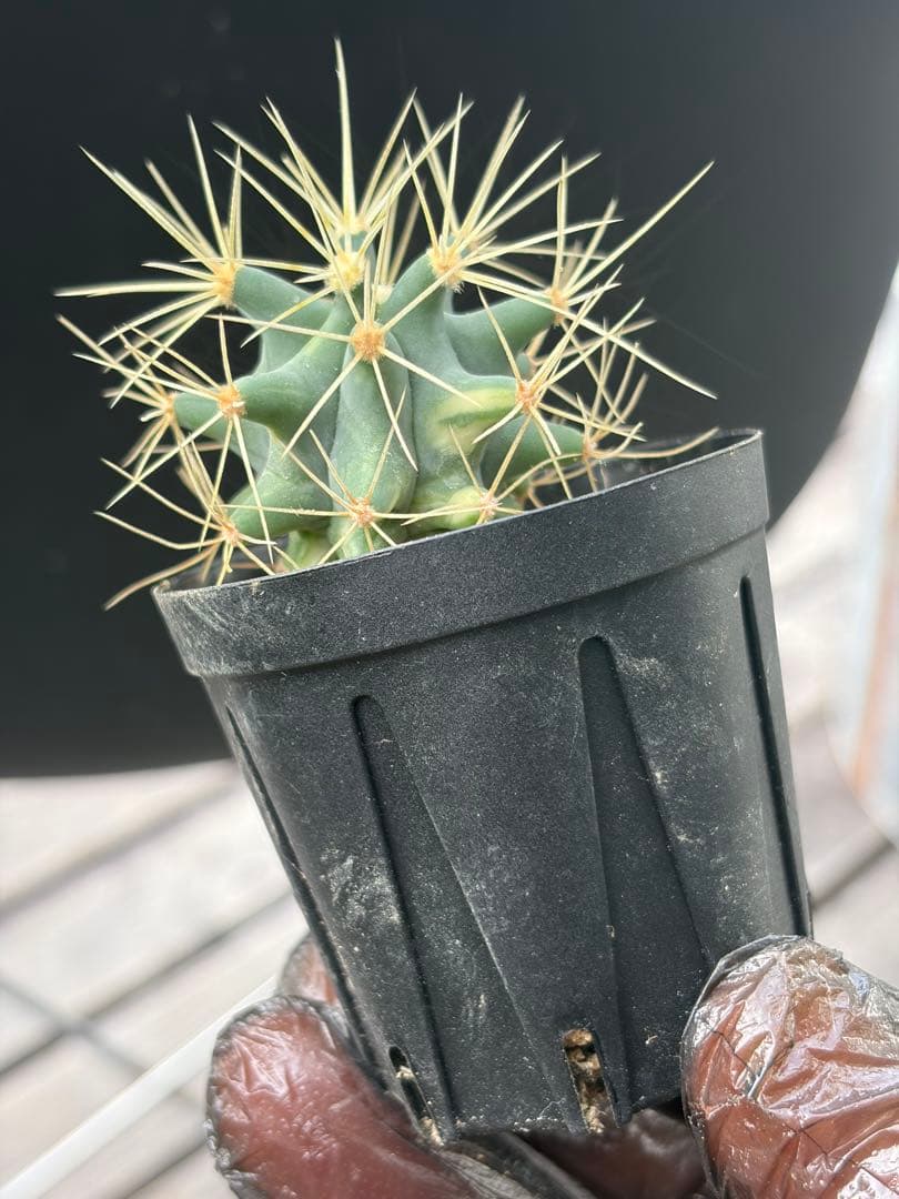 フェロカクタス王冠竜錦◇斑入りドライガーデン多肉サボテン島ハオルチア　アガベ南国