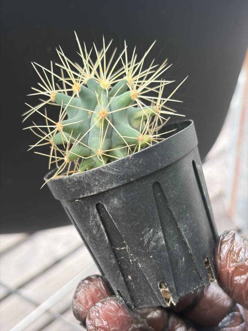 フェロカクタス王冠竜錦◇斑入りドライガーデン多肉サボテン島ハオルチア　アガベ南国