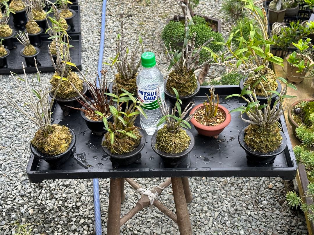 セッコク 長生蘭 35鉢 フダ落ち