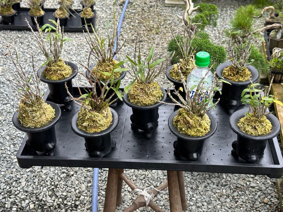 セッコク 長生蘭 35鉢 フダ落ち