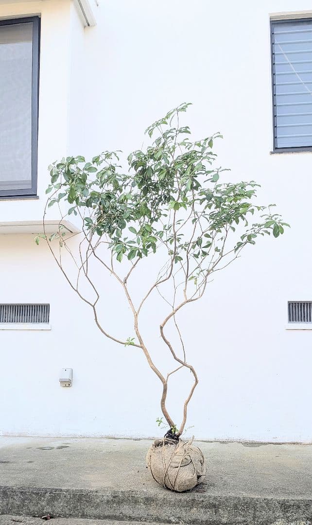 山採りアセビ株。