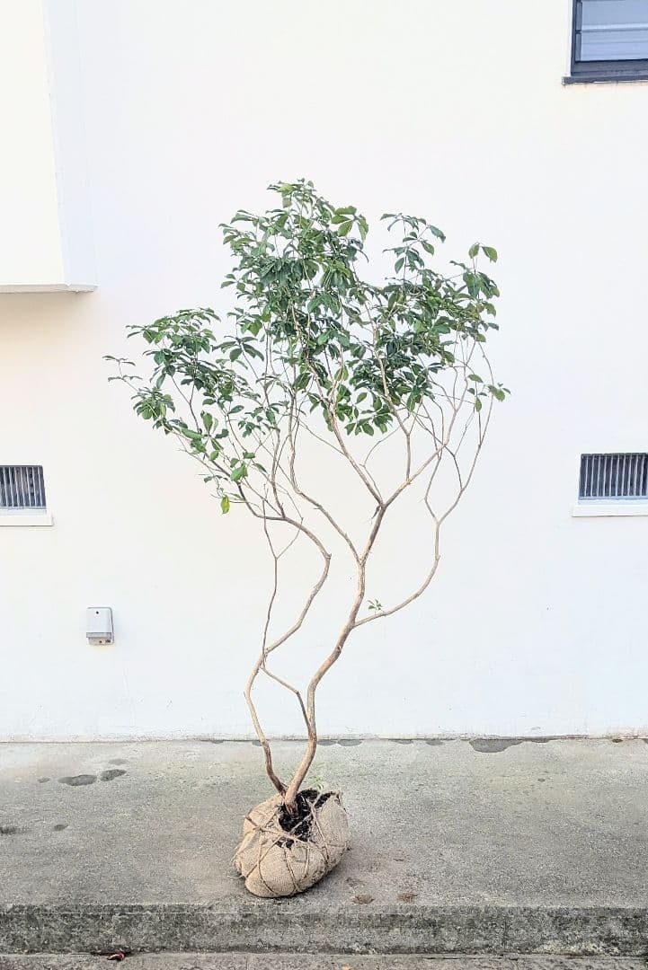 山採りアセビ株。