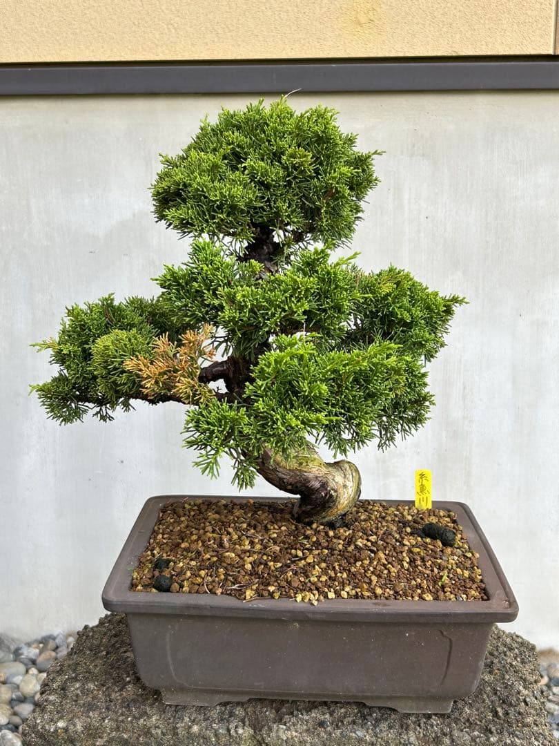 威風堂々！　糸魚川真柏　今年春に植替えしたばかりです。いかがでしょうか。