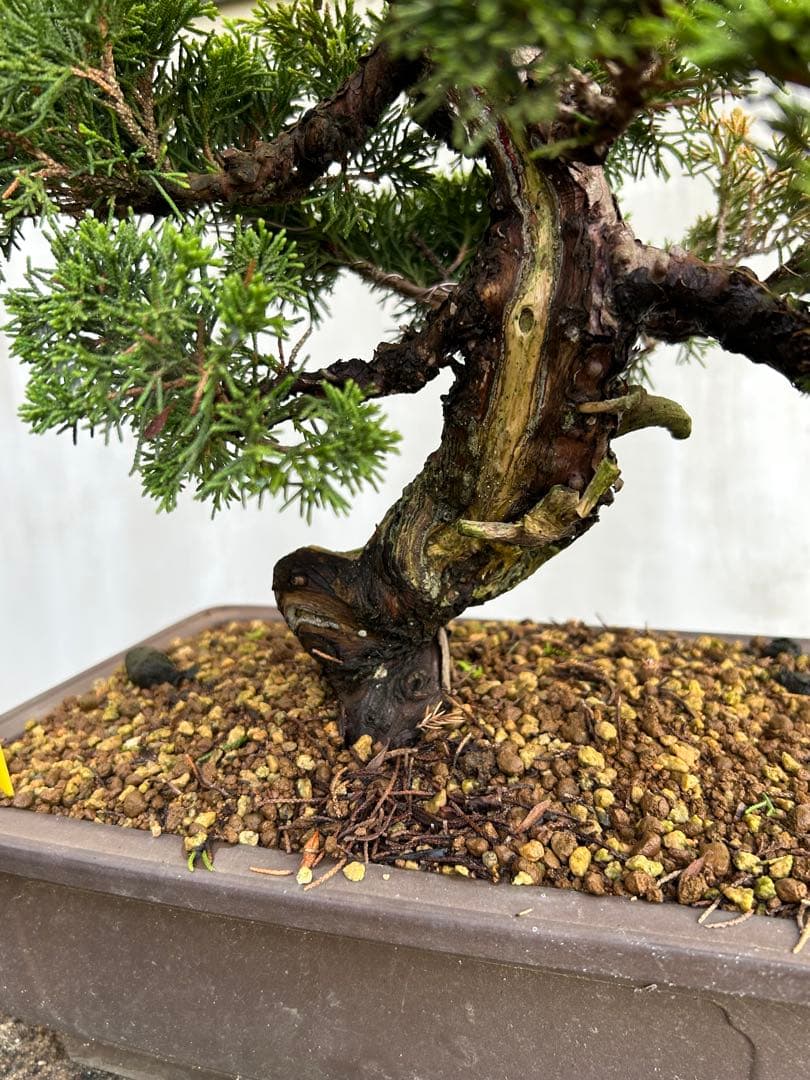 威風堂々！　糸魚川真柏　今年春に植替えしたばかりです。いかがでしょうか。