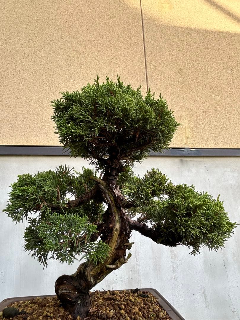 威風堂々！　糸魚川真柏　今年春に植替えしたばかりです。いかがでしょうか。