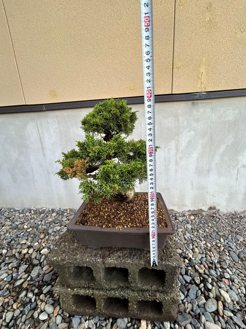 威風堂々！　糸魚川真柏　今年春に植替えしたばかりです。いかがでしょうか。