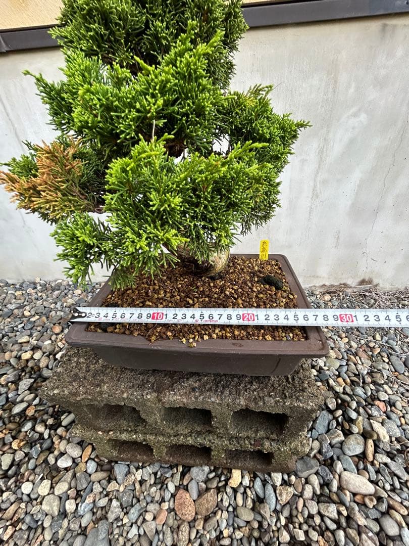 威風堂々！　糸魚川真柏　今年春に植替えしたばかりです。いかがでしょうか。