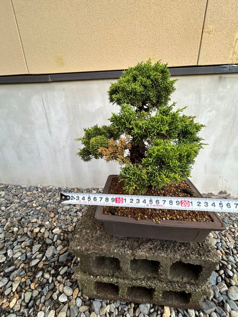 威風堂々！　糸魚川真柏　今年春に植替えしたばかりです。いかがでしょうか。