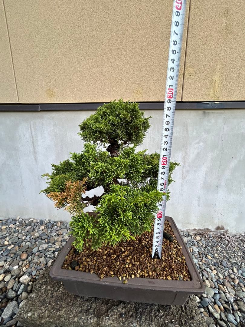 威風堂々！　糸魚川真柏　今年春に植替えしたばかりです。いかがでしょうか。