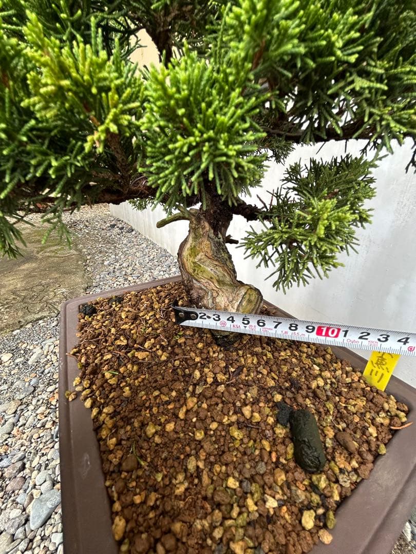 威風堂々！　糸魚川真柏　今年春に植替えしたばかりです。いかがでしょうか。