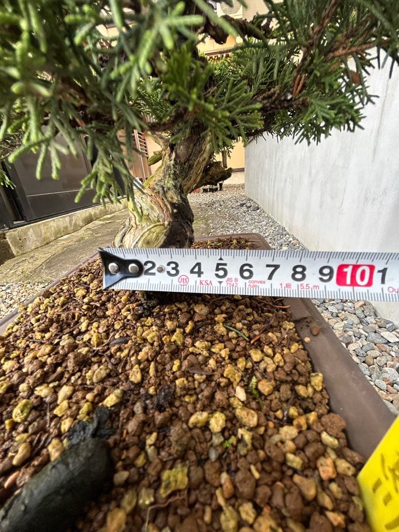 威風堂々！　糸魚川真柏　今年春に植替えしたばかりです。いかがでしょうか。