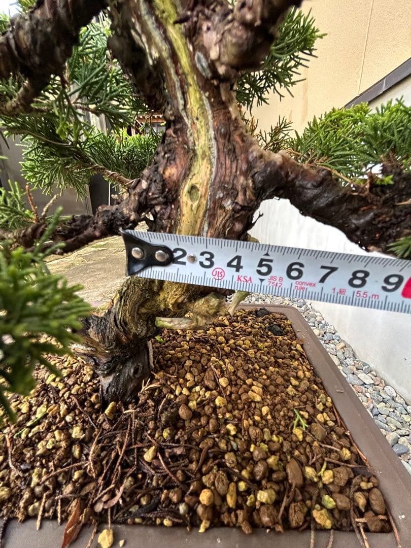 威風堂々！　糸魚川真柏　今年春に植替えしたばかりです。いかがでしょうか。