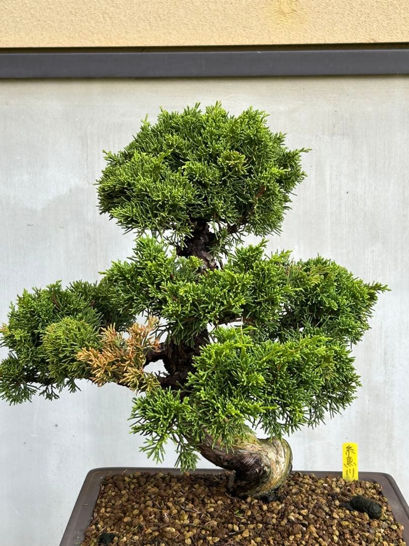 威風堂々！　糸魚川真柏　今年春に植替えしたばかりです。いかがでしょうか。