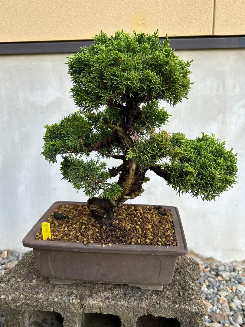 威風堂々！　糸魚川真柏　今年春に植替えしたばかりです。いかがでしょうか。