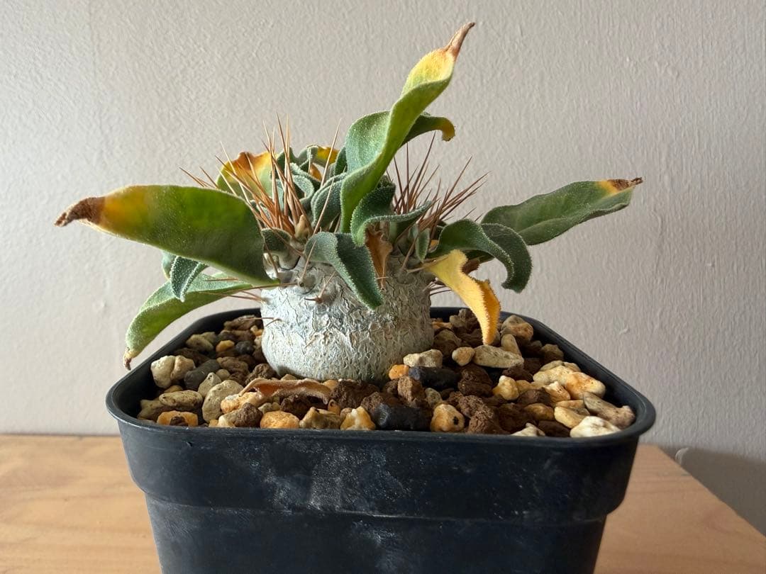 パキポディウム　ナマクアナム　光堂　二頭　実生株