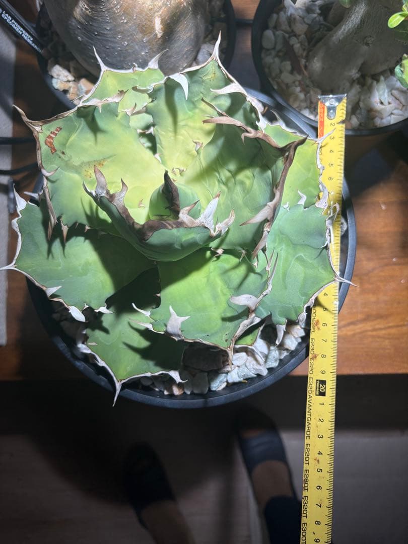 アガベチタノタ蟹　大株　鉢ごと