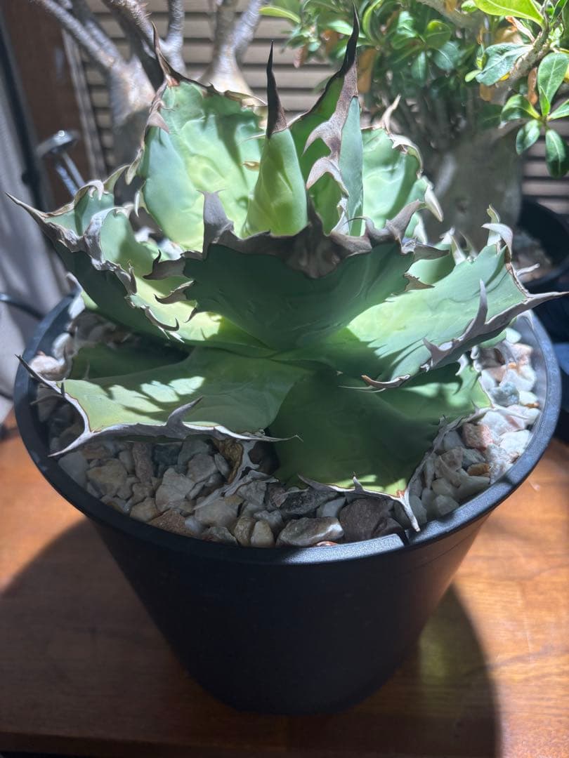 アガベチタノタ蟹　大株　鉢ごと