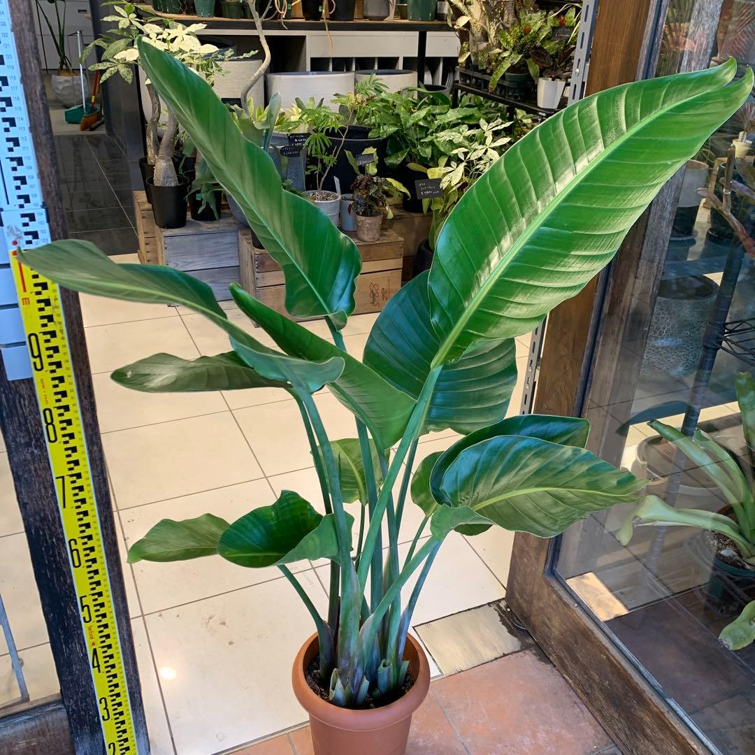 ストレリチア オーガスタ