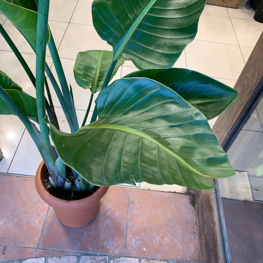 ストレリチア オーガスタ