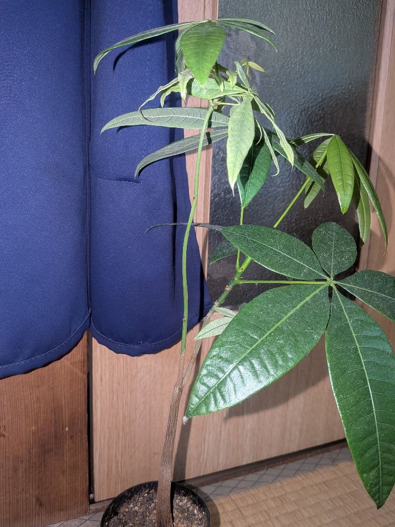 【激レア✨️】実生！二又！パキラ ミント斑