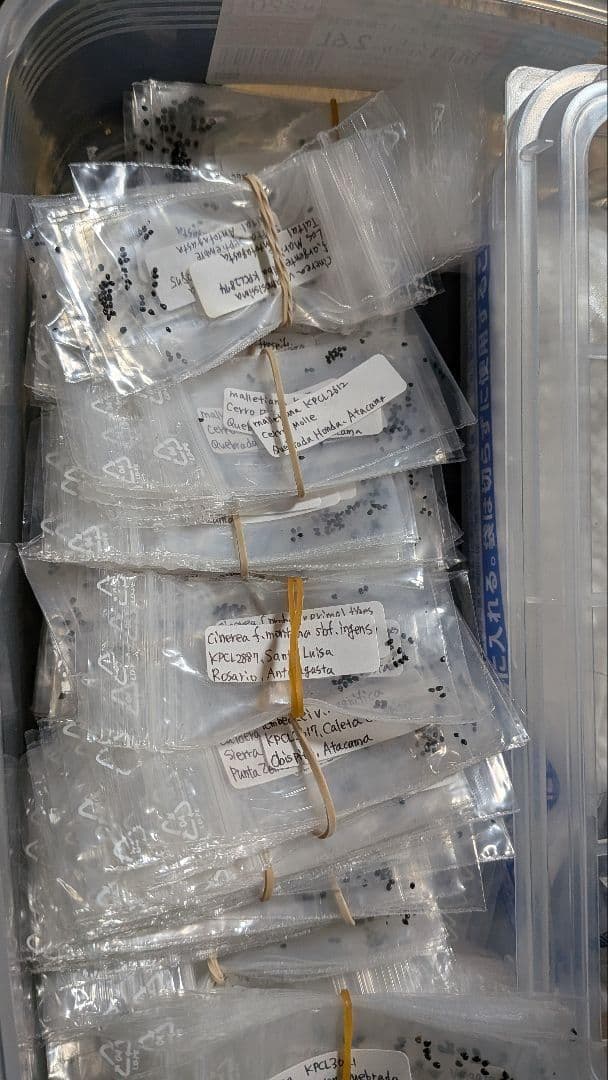 コピアポア　発芽未確認　KPCLナンバー種子　１０種１０粒ずつセット