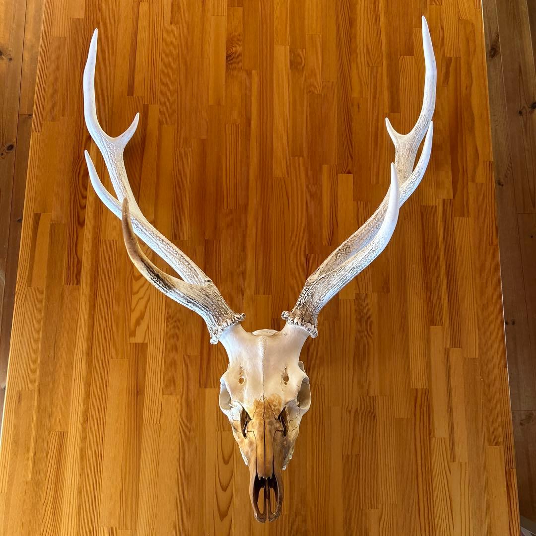 鹿の角 両角 顔付き エゾシカの角