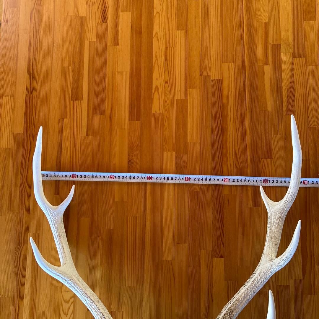 鹿の角 両角 顔付き エゾシカの角