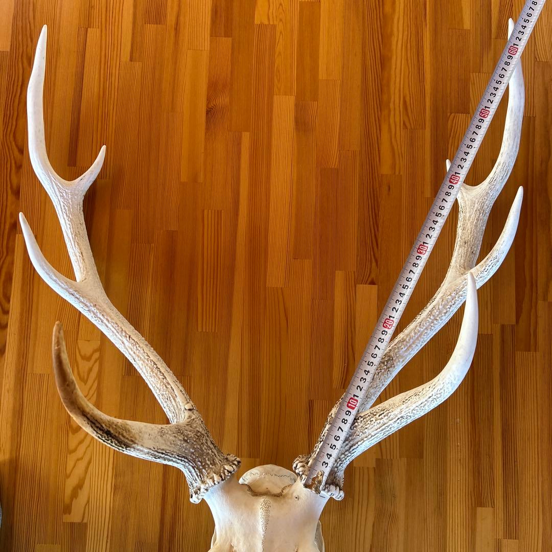 鹿の角 両角 顔付き エゾシカの角