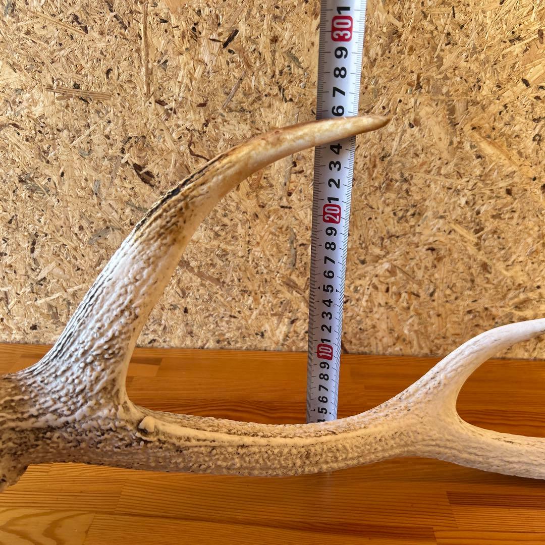 鹿の角 両角 顔付き エゾシカの角