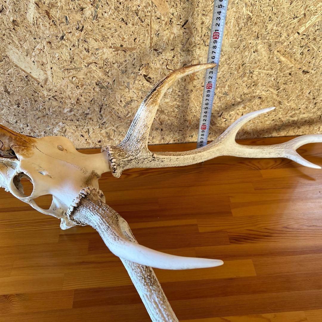 鹿の角 両角 顔付き エゾシカの角