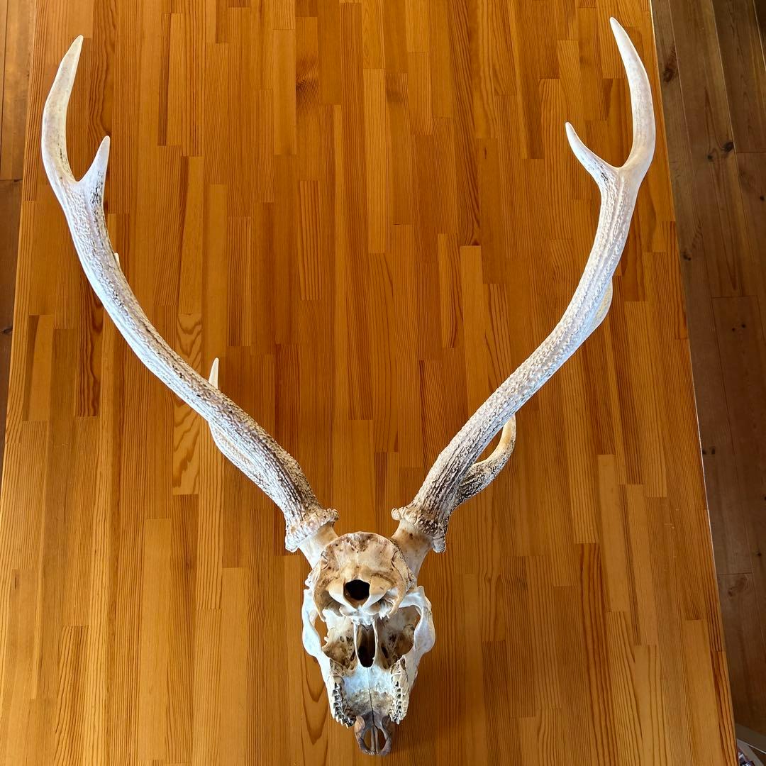 鹿の角 両角 顔付き エゾシカの角