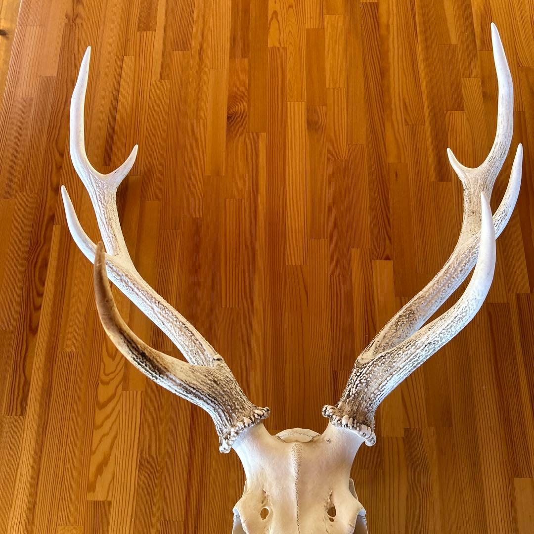 鹿の角 両角 顔付き エゾシカの角